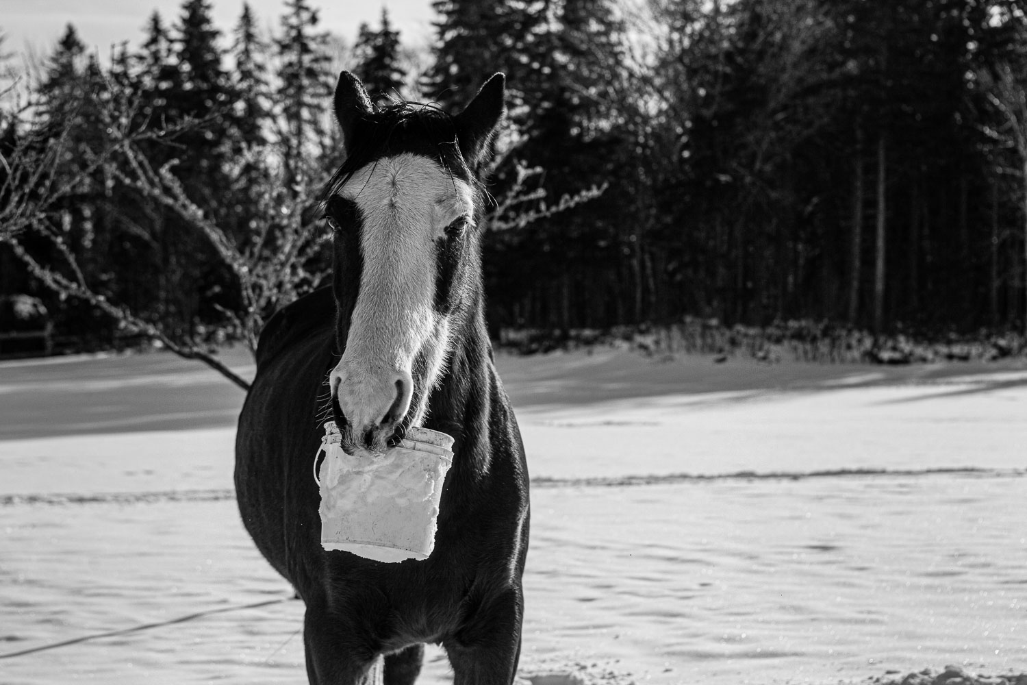 Horse_14_48781__MG_2648.jpg