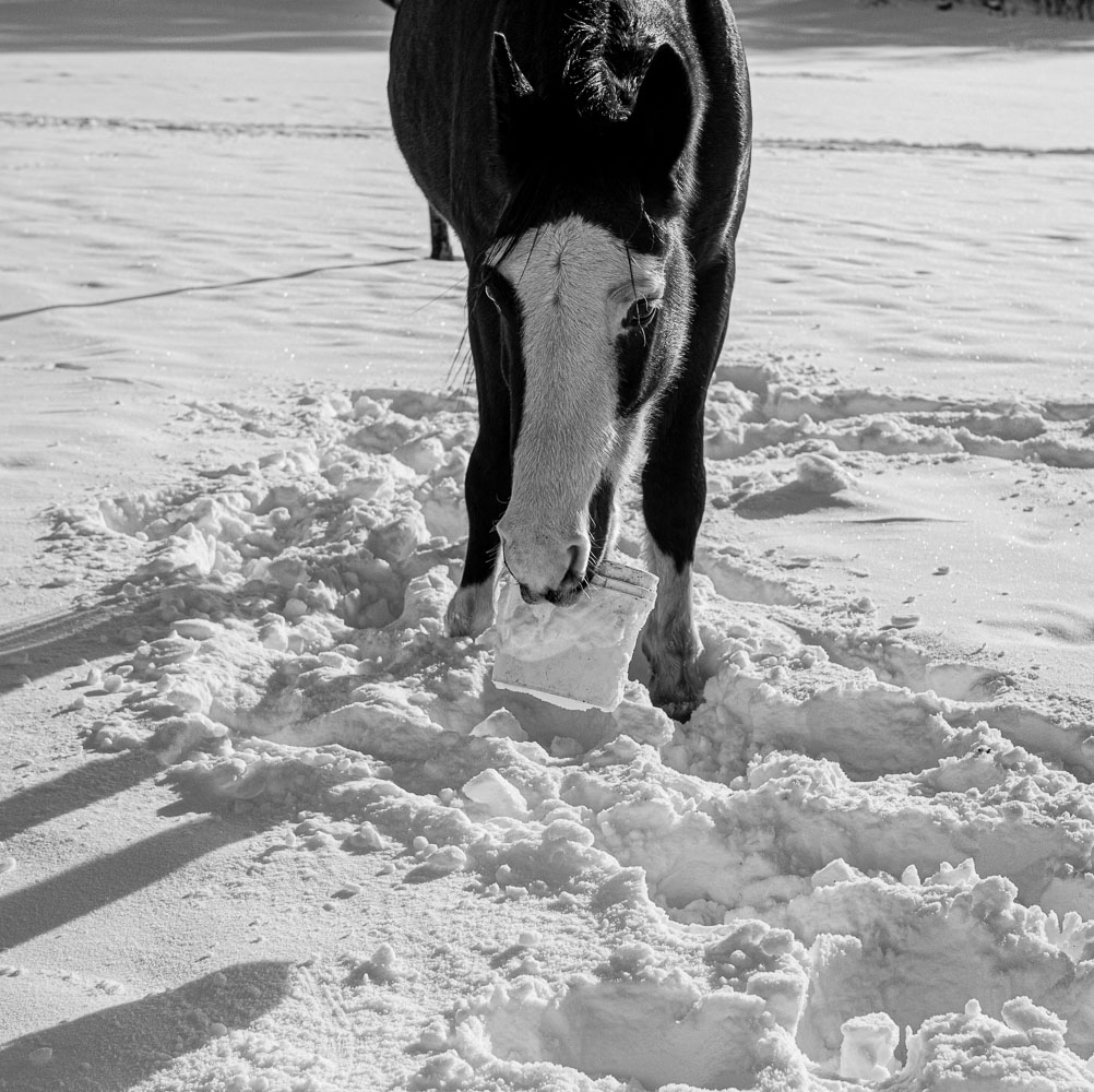 Horse_14_48782__MG_2649.jpg