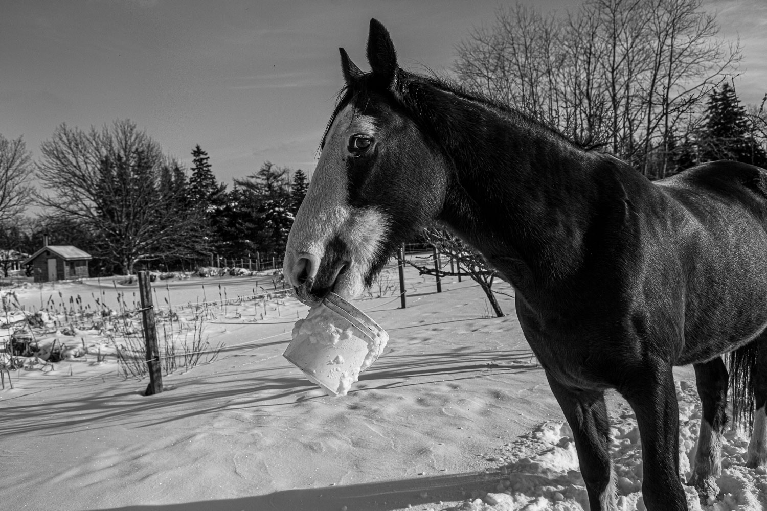 Horse_14_48790__MG_2657.jpg