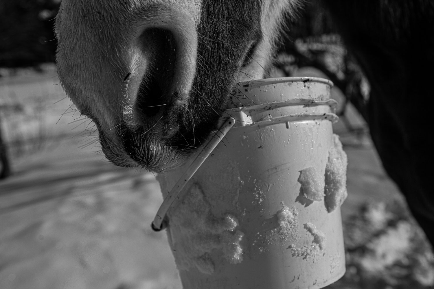 Horse_14_48794__MG_2661.jpg