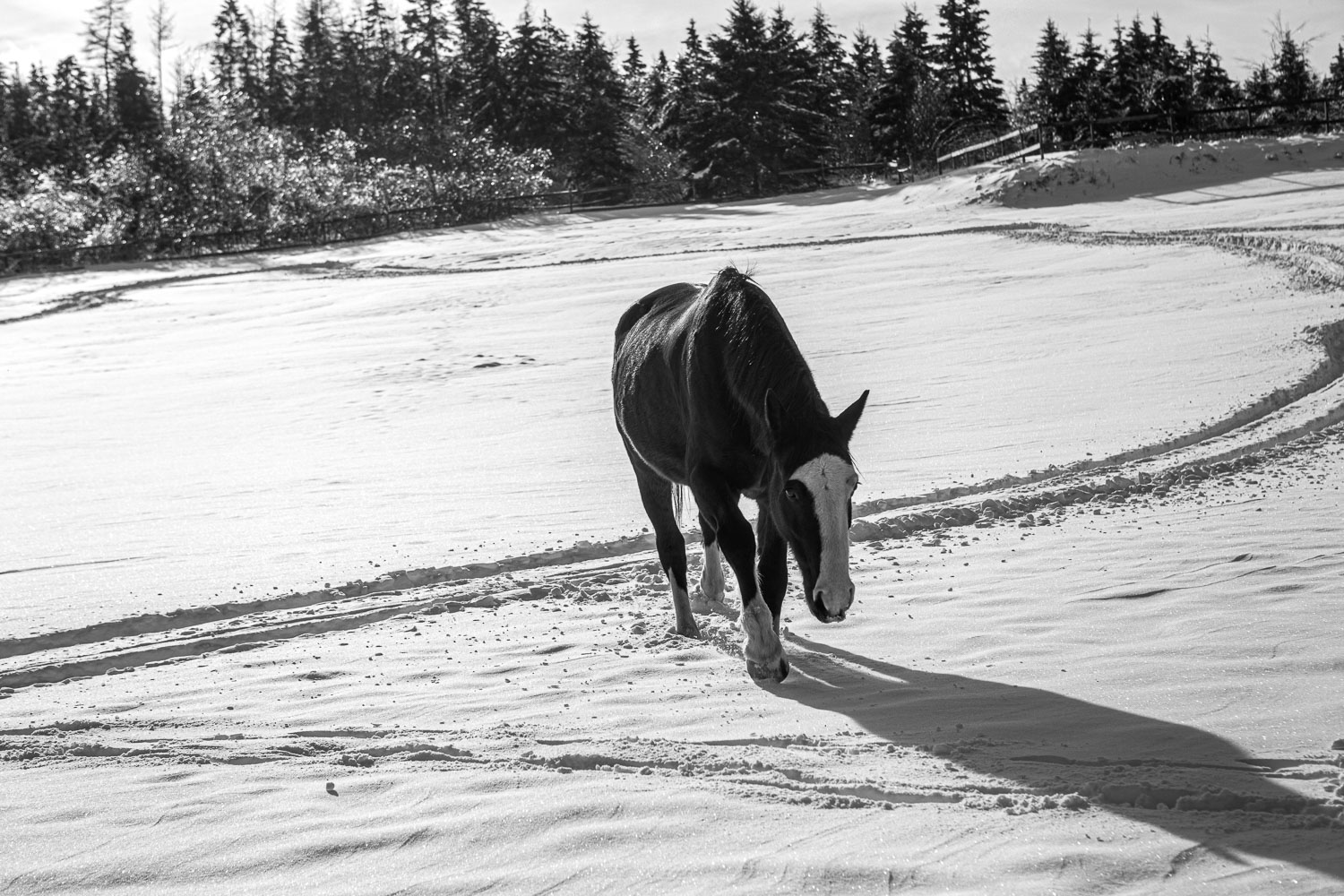 Horse_14_48835__MG_2702.jpg