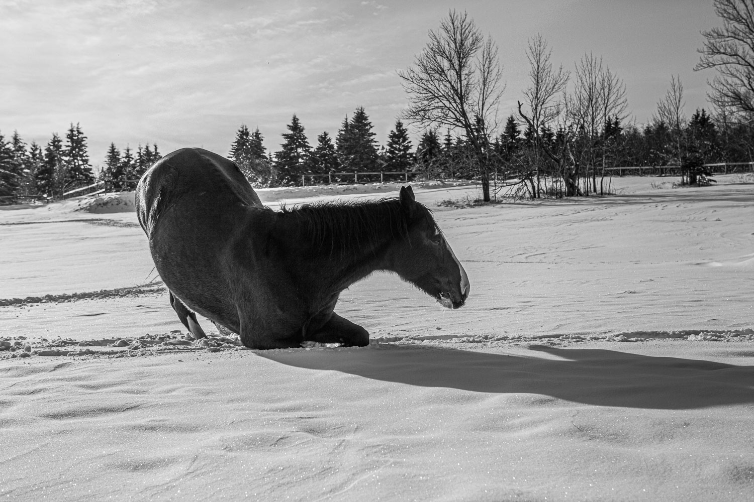 Horse_14_48837__MG_2704.jpg