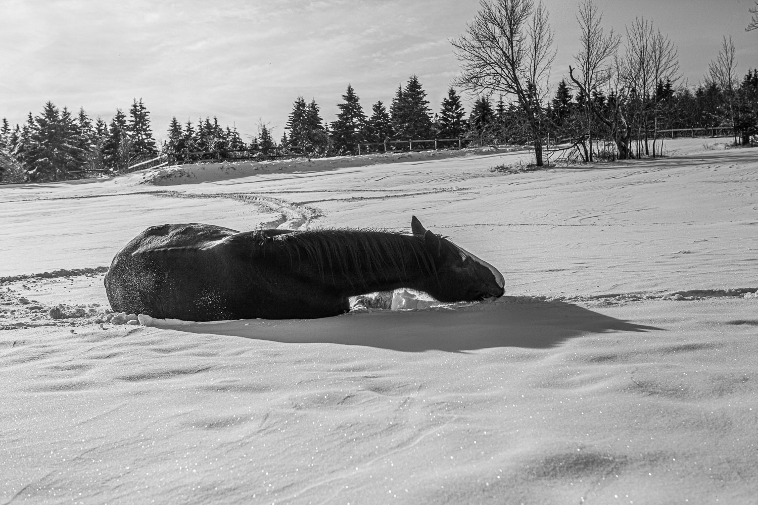 Horse_14_48838__MG_2705.jpg