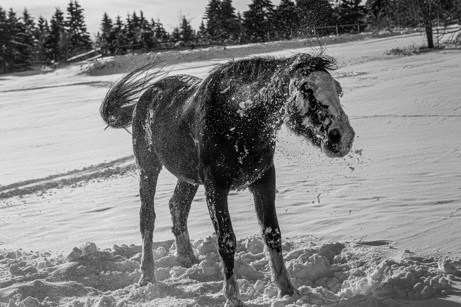 Horse_14_48851__MG_2718.jpg