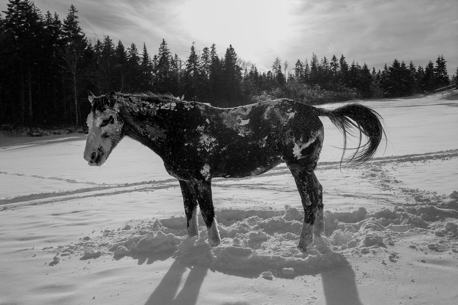 Horse_14_48863__MG_2730.jpg