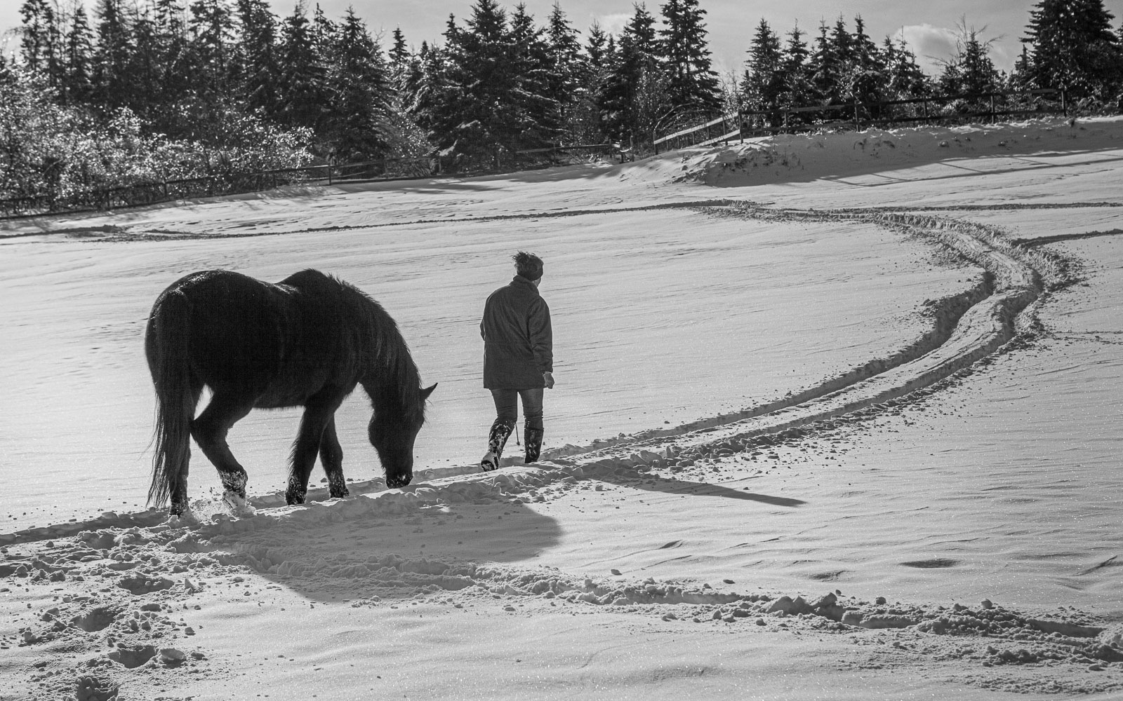 Horse_14_48879__MG_2746.jpg