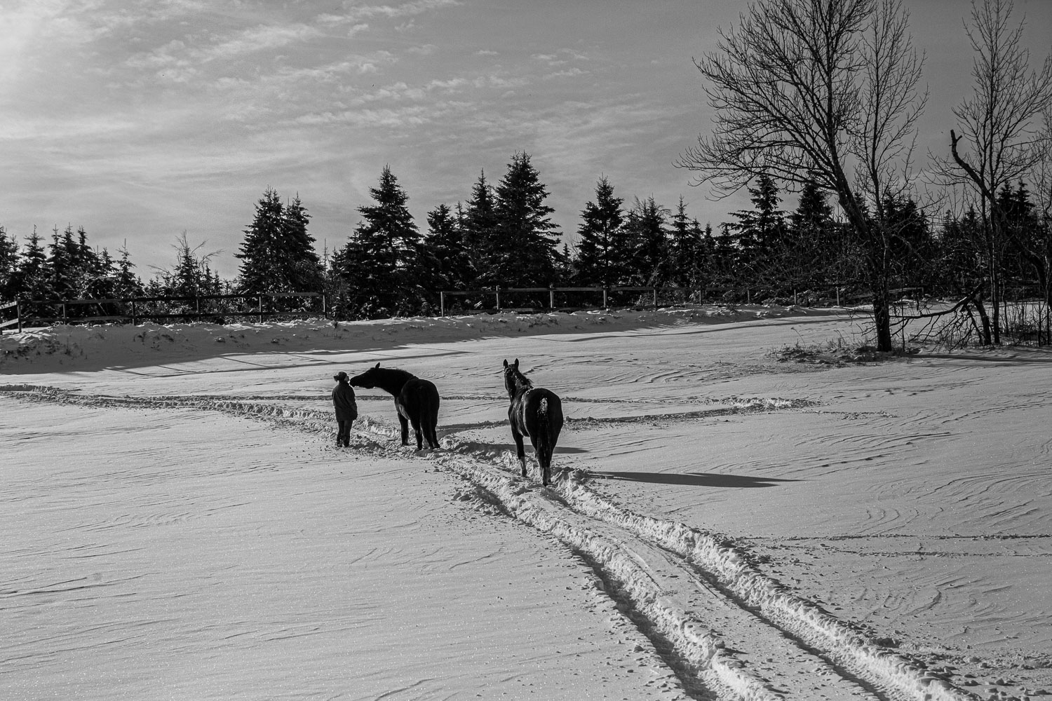 Horse_14_48889__MG_2756.jpg