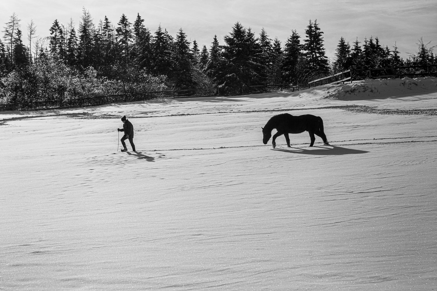 Horse_14_48896__MG_2763.jpg