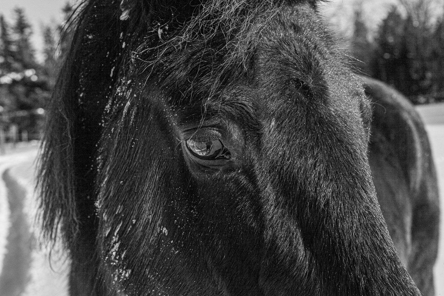 Horse_14_48915__MG_2782.jpg