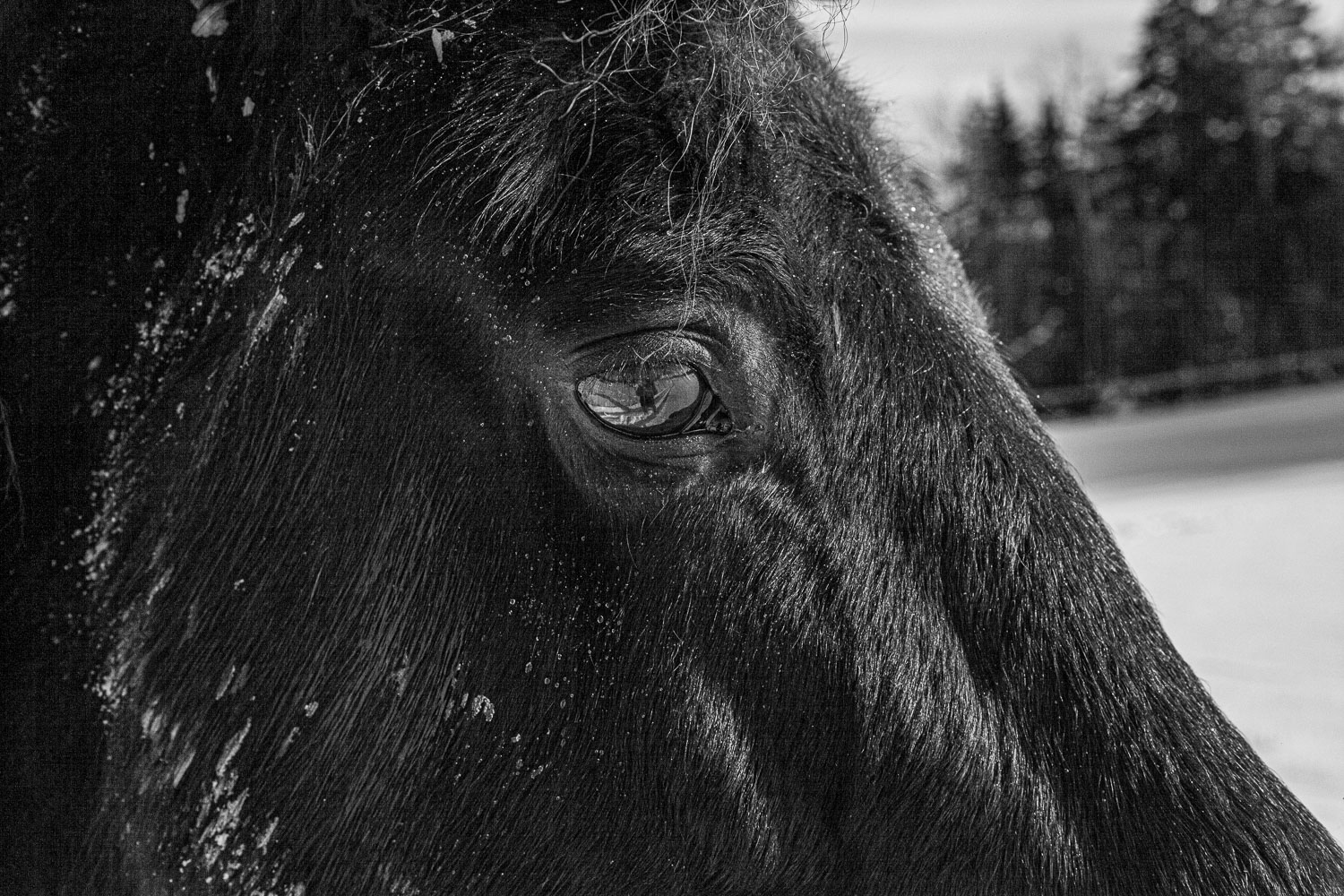 Horse_14_48916__MG_2783.jpg