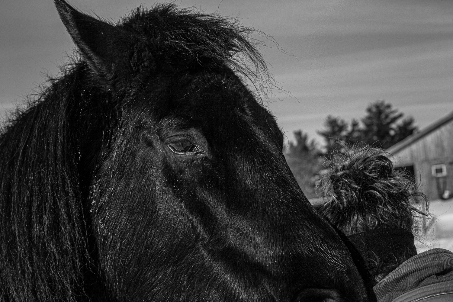 Horse_14_48928__MG_2795.jpg