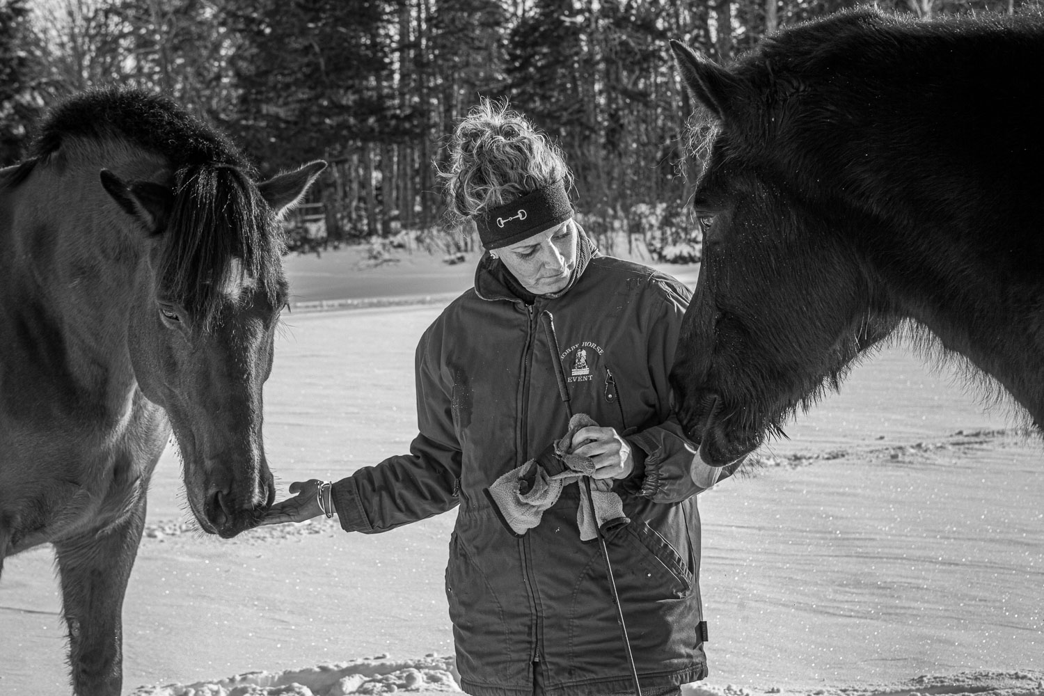 Horse_14_48943__MG_2810.jpg