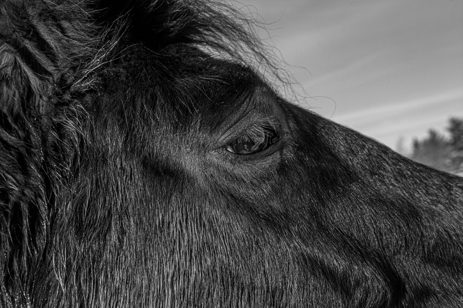 Horse_14_48969__MG_2836.jpg