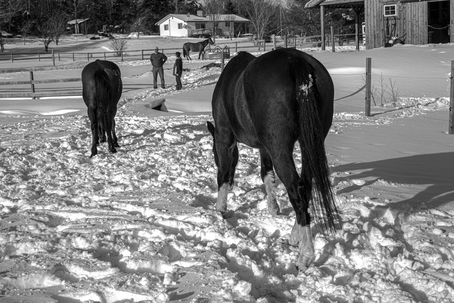 Horse_14_48978__MG_2845.jpg