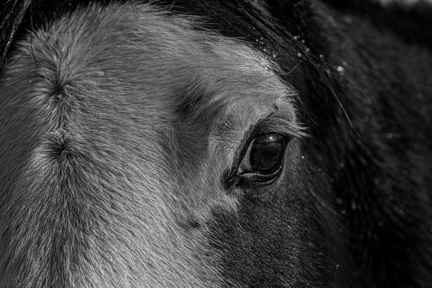 Horse_14_48983__MG_2850.jpg