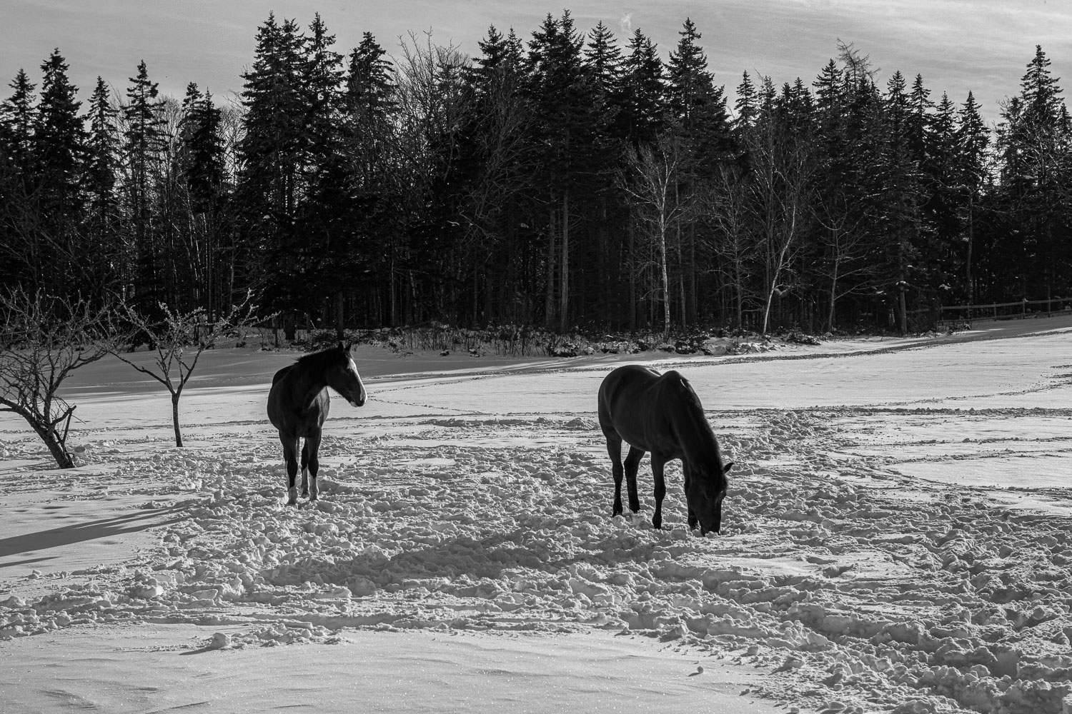 Horse_14_49013__MG_2880.jpg