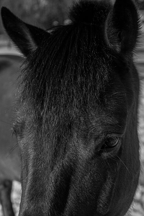 Horse_14_48759__MG_2626.jpg