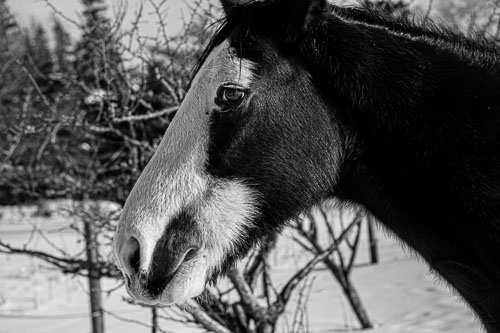 Horse_14_48764__MG_2631.jpg