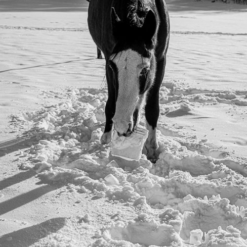 Horse_14_48782__MG_2649.jpg