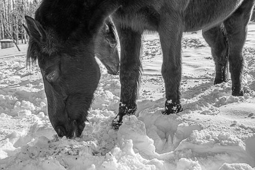 Horse_14_48807__MG_2674.jpg