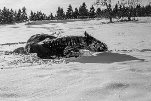 Horse_14_48842__MG_2709.jpg