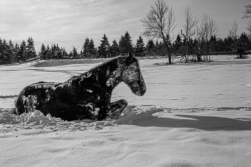 Horse_14_48848__MG_2715.jpg