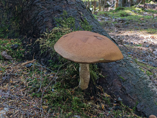 A mushroom growing