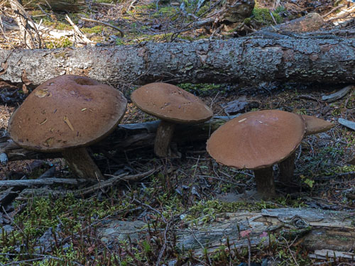 Mushroom Families