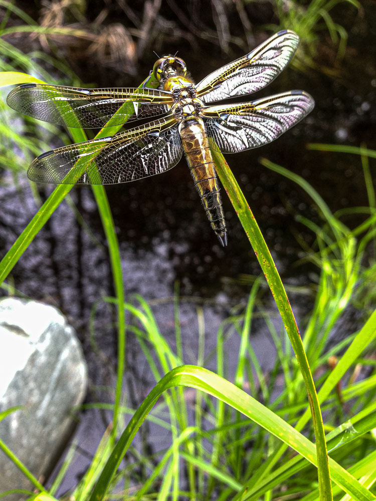 Dragon Fly -   / i5_13_39768_IMG_1606 