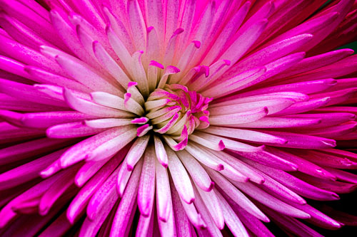 Flower_16_74100__MG_9545.jpg