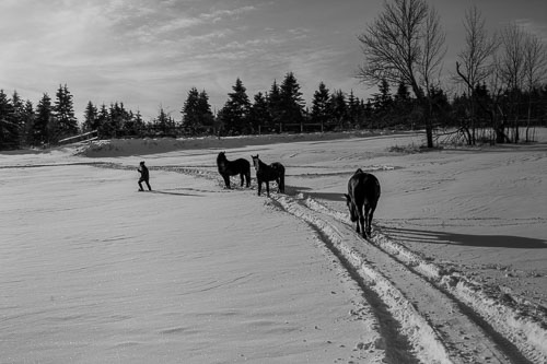 Horse_14_48894__MG_2761.jpg