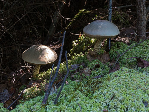 Mushroom Families