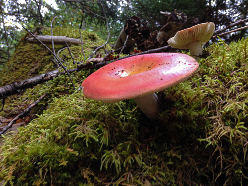 Red Mushrooms