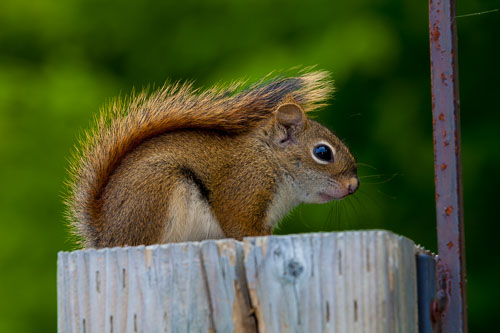 Squirrel